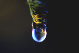 water drop